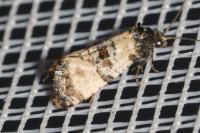 Cochylichroa atricapitana