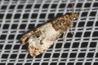 Notocelia rosaecolana