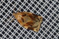 Archips xylosteana