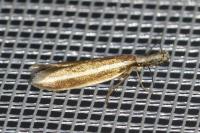 Pleurota aristella