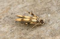 Stathmopoda pedella