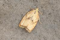 Acleris forsskaleana