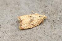 Acleris forsskaleana