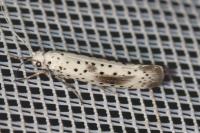 Yponomeuta irrorella