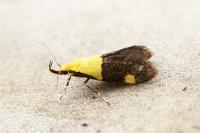 Oecophora bractella