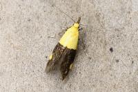 Oecophora bractella