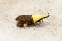 Oecophora bractella
