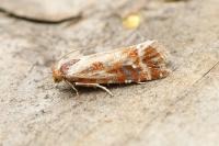 Rhyacionia