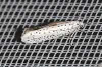 Yponomeuta evonymella