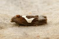 Epiblema foenella