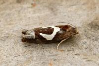Epiblema foenella