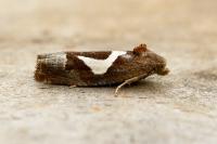 Epiblema foenella