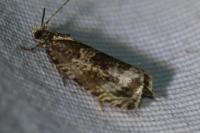 Celypha