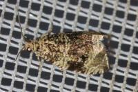 Celypha lacunana