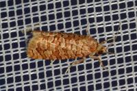 Lozotaeniodes formosana