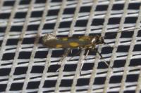 Euspilapteryx auroguttella