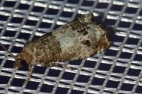 Notocelia trimaculana