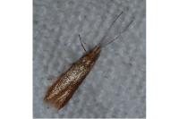 Coleophora