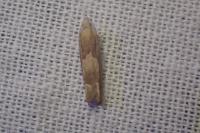 Eucosma conterminana