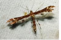 Oxyptilus