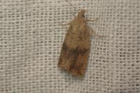 Celypha striana