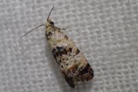Neocochylis hybridella