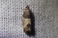 Spilonota ocellana