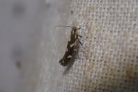 Calybites phasianipennella
