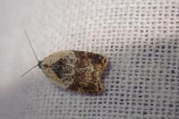 Acleris variegana