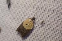 Acleris variegana