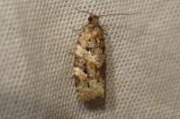 Argyrotaenia ljungiana