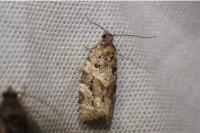 Argyrotaenia ljungiana