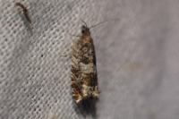 Ancylis achatana