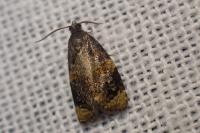 Ditula angustiorana