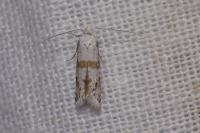Scythropia crataegella
