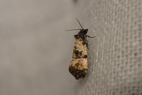 Cochylichroa atricapitana