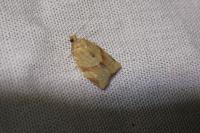 Clepsis consimilana