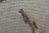Parectopa ononidis