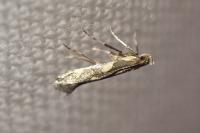 Euspilapteryx auroguttella