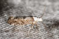 Paraswammerdamia albicapitella