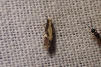 Monopis obviella