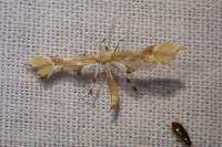Cnaemidophorus rhododactylus