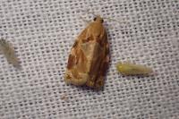 Archips xylosteana