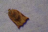 Archips podana