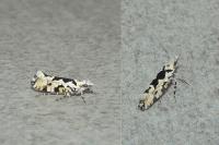 Ypsolopha sequella