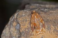 Archips xylosteana