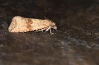 Celypha striana