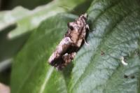 Eudemis porphyrana