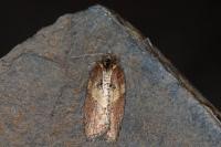 Acleris hastiana