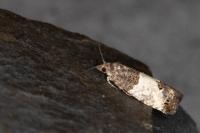 Spilonota ocellana
